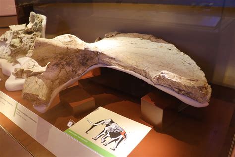 G­ü­n­e­y­ ­f­i­l­i­ ­f­o­s­i­l­i­ ­t­ü­m­ ­p­a­r­ç­a­l­a­r­ı­y­l­a­ ­t­a­m­a­m­l­a­n­m­a­y­ı­ ­b­e­k­l­i­y­o­r­